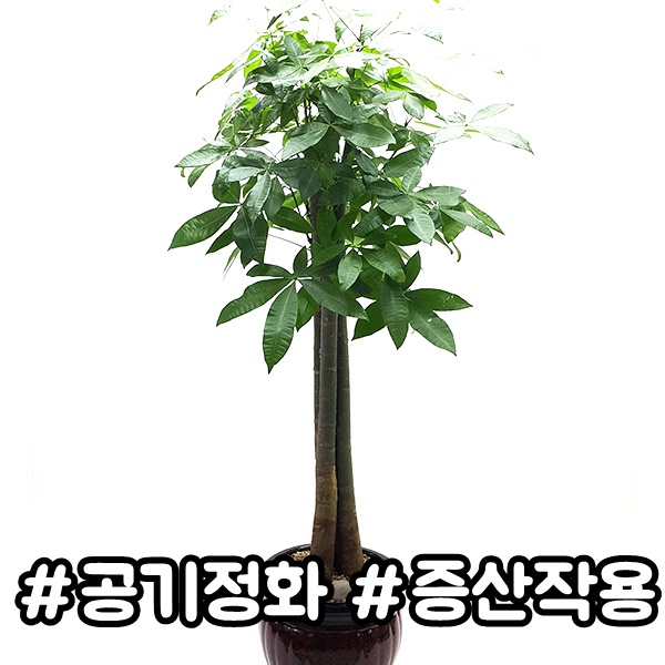 주상품이미지